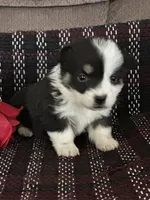 AKC Primrose, a female Pembroke Welsh Corgi for sale in Mayslick, KY – Photo 9 of 9