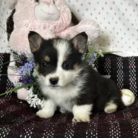 AKC Primrose, a female Pembroke Welsh Corgi for sale in Mayslick, KY – Photo 5 of 10