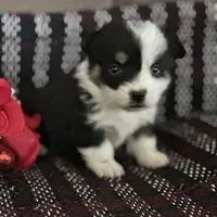 AKC Primrose, a female Pembroke Welsh Corgi for sale in Mayslick, KY – Photo 7 of 10