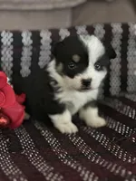 AKC Primrose, a female Pembroke Welsh Corgi for sale in Mayslick, KY – Photo 3 of 9