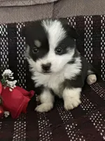 AKC Primrose, a female Pembroke Welsh Corgi for sale in Mayslick, KY – Photo 8 of 9