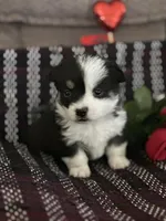 AKC Primrose, a female Pembroke Welsh Corgi for sale in Mayslick, KY – Photo 2 of 9