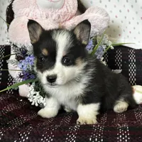 AKC Primrose, a female Pembroke Welsh Corgi for sale in Mayslick, KY – Photo 4 of 10