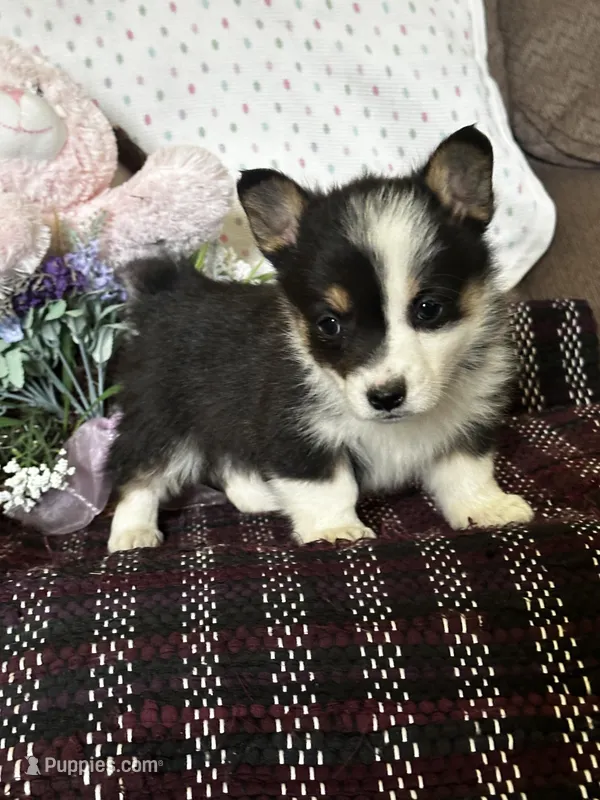 AKC Primrose – Pembroke Welsh Corgi puppy for sale in Mayslick, KY