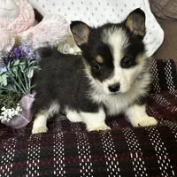 AKC Primrose, a female Pembroke Welsh Corgi for sale in Mayslick, KY – Photo 3 of 10
