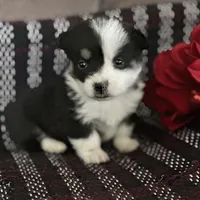 AKC Primrose, a female Pembroke Welsh Corgi for sale in Mayslick, KY – Photo 6 of 10