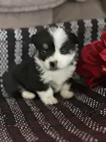 AKC Primrose, a female Pembroke Welsh Corgi for sale in Mayslick, KY – Photo 1 of 9