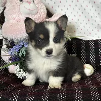 AKC Primrose, a female Pembroke Welsh Corgi for sale in Mayslick, KY – Photo 2 of 10