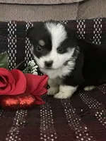 AKC Primrose, a female Pembroke Welsh Corgi for sale in Mayslick, KY – Photo 6 of 9