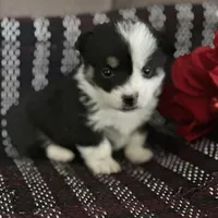 AKC Primrose, a female Pembroke Welsh Corgi for sale in Mayslick, KY – Photo 9 of 10