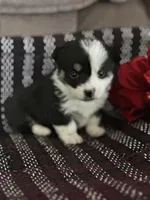 AKC Primrose, a female Pembroke Welsh Corgi for sale in Mayslick, KY – Photo 5 of 9