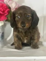 Dasher (long-haired), a male Miniature Dachshund for sale in Mayslick, KY – 2 of 10