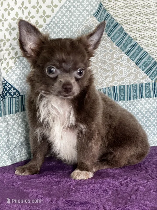 AKC Charlie – Chihuahua puppy for sale in Mayslick, KY