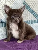 AKC Charlie, a male Chihuahua for sale in Mayslick, KY – 6 of 10
