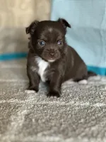 AKC Curly, a male Chihuahua for sale in Mayslick, KY – Photo 2 of 10