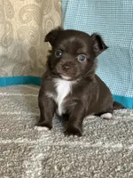 AKC Curly, a male Chihuahua for sale in Mayslick, KY – Photo 1 of 10