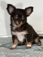 CKC Cleo, a male Chihuahua for sale in Mayslick, KY – 5 of 10