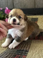 Prissy, a female Pembroke Welsh Corgi for sale in Mayslick, KY – 2 of 6