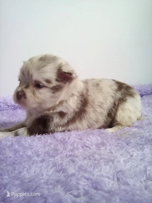 AKC Carla – Chihuahua puppy for sale in Mayslick, KY