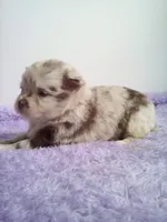 AKC Carla, a female Chihuahua for sale in Mayslick, KY – 2 of 2