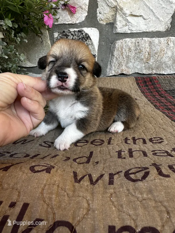 AKC Pongo – Pembroke Welsh Corgi puppy for sale in Mayslick, KY