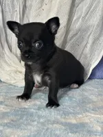 Camille, a female Chihuahua for sale in Mayslick, KY – 7 of 9