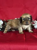 Dasher, a female Miniature Dachshund for sale in Mayslick, KY – 3 of 10