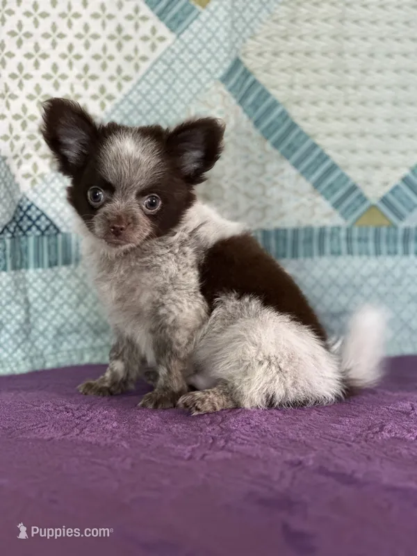 Chuck – Chihuahua puppy for sale in Mayslick, KY