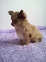 AKC Cassandra, a female Chihuahua for sale in Mayslick, KY – 4 of 4
