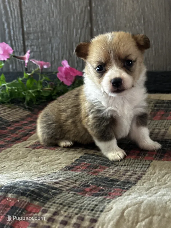 AKC Penelope – Pembroke Welsh Corgi puppy for sale in Mayslick, KY