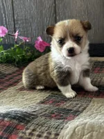 AKC Penelope, a female Pembroke Welsh Corgi for sale in Mayslick, KY – 6 of 10