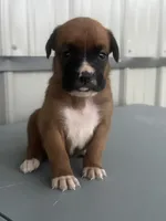 Bonnie, a female Boxer for sale in Mayslick, KY – 3 of 6