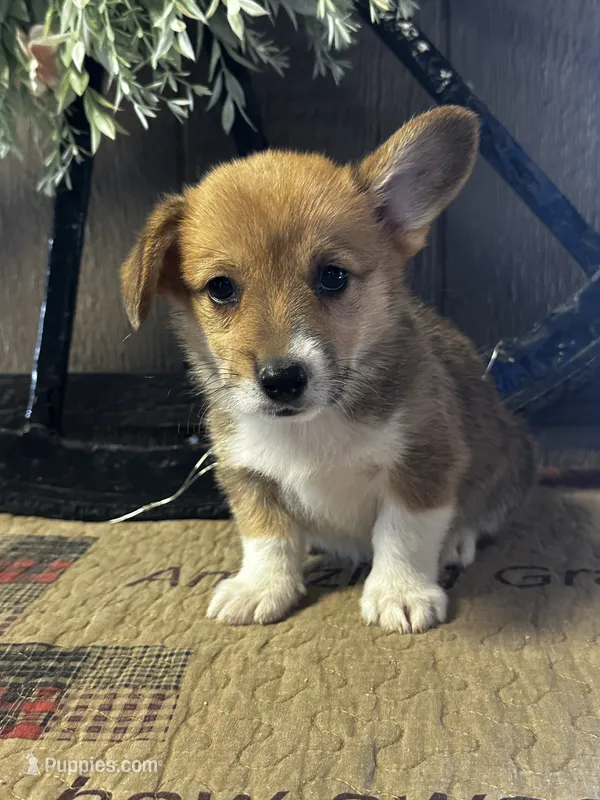 AKC Pongo – Pembroke Welsh Corgi puppy for sale in Mayslick, KY