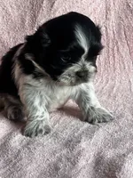 Shyla, a female Shih Tzu for sale in Mayslick, KY – 3 of 9