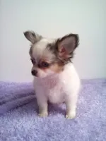 CKC Cloudy, a male Chihuahua for sale in Mayslick, KY – 2 of 6