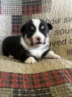 AKC Pogo, a male Pembroke Welsh Corgi for sale in Mayslick, KY – Photo 1 of 5