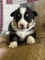 AKC Pogo, a male Pembroke Welsh Corgi for sale in Mayslick, KY – Photo 4 of 5