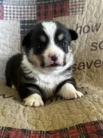 AKC Pogo, a male Pembroke Welsh Corgi for sale in Mayslick, KY – Photo 5 of 5