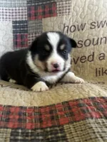 AKC Pogo, a male Pembroke Welsh Corgi for sale in Mayslick, KY – Photo 3 of 5
