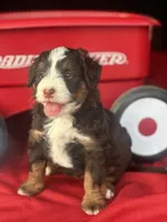 Bria, a female Miniature Bernedoodle for sale in Mayslick, KY – 4 of 10