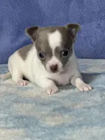 CKC Crystal, a female Chihuahua for sale in Mayslick, KY – 5 of 8
