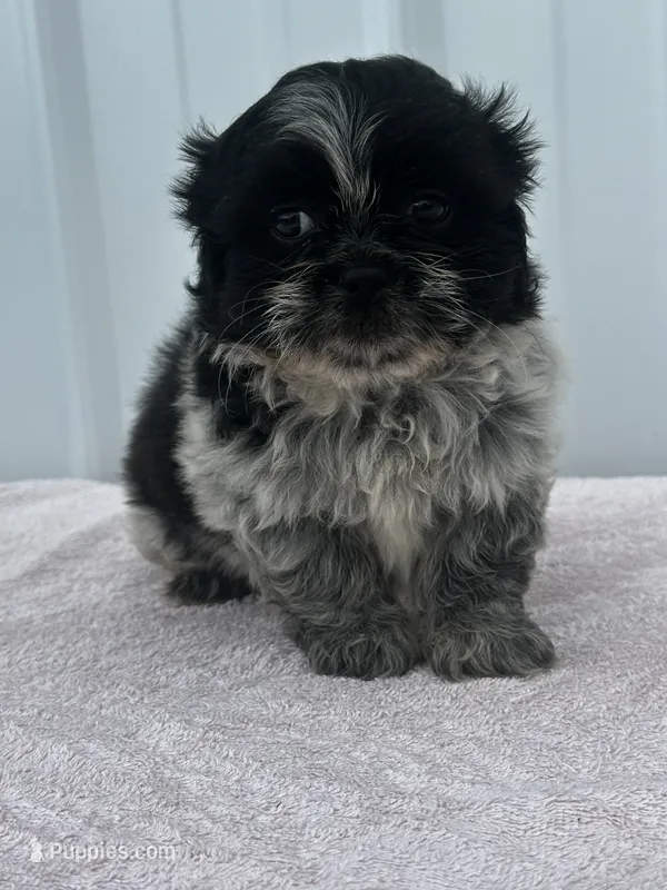Shyla – Shih Tzu puppy for sale in Mayslick, KY