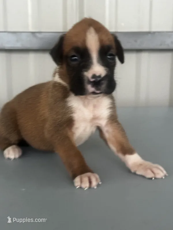 Becca – Boxer puppy for sale in Mayslick, KY