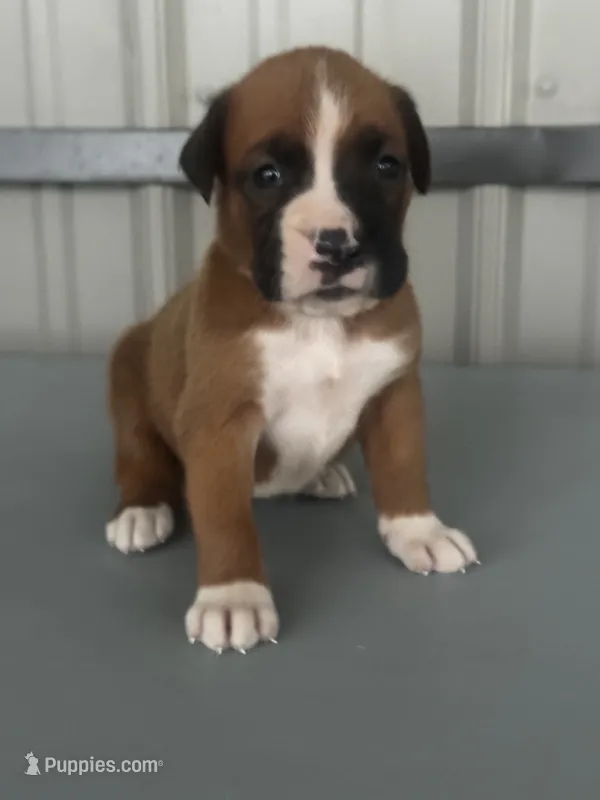 Bracey – Boxer puppy for sale in Mayslick, KY