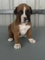 Bracey, a male Boxer for sale in Mayslick, KY – 1 of 7
