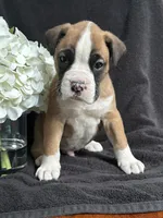 Bogo, a female Boxer for sale in Mayslick, KY – Photo 5 of 7