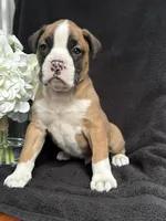 Bogo, a female Boxer for sale in Mayslick, KY – Photo 4 of 7