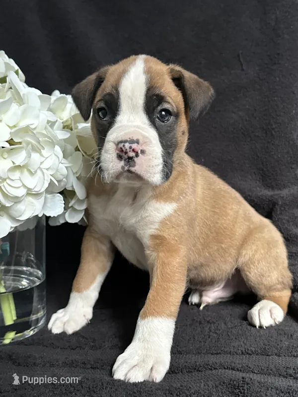Bogo, a female Boxer for sale in Mayslick, KY – Photo 1 of 7