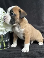 Bogo, a female Boxer for sale in Mayslick, KY – Photo 7 of 7