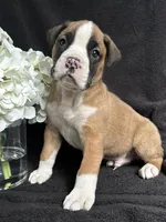 Bogo, a female Boxer for sale in Mayslick, KY – Photo 6 of 7